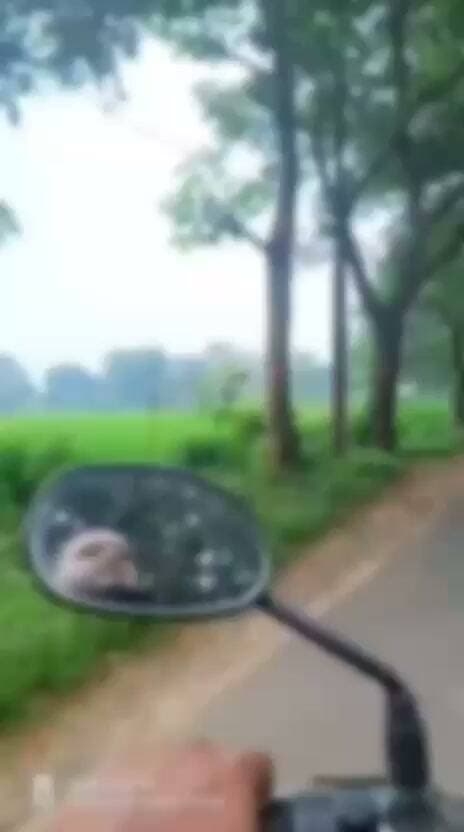 বিহারের জামুইয়ে কিশোরীকে শ্লীলতাহানি, সঙ্গী যুবককে হেনস্তার ঘটনায় গোটা দেশের নিন্দার ঝড় বইছে। এর মধ্যেই ওড়িশায় একদল ‘নীতিপুলিশ’ চরম হেনস্তা করল যুগলকে। অভিযোগ যুবককে মারধর করা হয়। সঙ্গী যুবতীর সঙ্গে অশালীন আচরণ করারও অভিযোগ। এই ঘটনার ভিডিও ভাইরাল হয়েছে সোশাল মিডিয়ায়।ধেনকানাল জেলার পর্যটনস্থল কাপাইলাশমুখী রাস্তায় ঘটেছে এই ঘটনা। মোটরবাইকে চেপে যাচ্ছিলেন যুগল। তখনই একদল ব্যক্তি তাঁদের পথ আটকায়। অনলাইনে ছড়িয়ে পড়া ভিডিও ফুটেজে দেখা গিয়েছে, বেশ কয়েকজন ব্যক্তি ওই দু’জনকে ঘিরে রেখেছেন। যুবককে বাইক থেকে নামিয়ে মারধর করতে দেখা যায়। সেই সঙ্গে অন্য কয়েকজন ব্যক্তি সঙ্গী যুবতীর সঙ্গে অশালীন আচরণ করেন। ভিডিওতে শোনা গিয়েছে, যুবতী অনুনয়-বিনয় করছেন। বারবার বলছেন, আমাদের চলে যেতে দিন। যদিও মন ভেজেনি হেনস্তাকারীদের। তারা যুগলের সঙ্গে দুর্ব্যবহার করেই চলে।একদল লোক কেন ওই দম্পতির রাস্তা আটকায়, জড়িত ব্যক্তিরা একে অপরকে চিনতেন কি না, আগে কোনও কথাবার্তা বা বিবাদ হয়েছিল কি না—তা জানা যায়নি। ইতিমধ্যে এই ঘটনার তদন্তে নেমেছে পুলিশ। ইনস্পেক্টর-ইন-চার্জ (আইআইসি) প্রতাপ দালেই জানেন, এই ঘটনার সঙ্গে জড়িত কয়েকজনের পরিচয় শনাক্ত করা হয়েছে এবং তদন্ত সাপেক্ষে কঠোর ব্যবস্থা নেওয়া হবে।