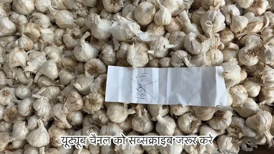 23 सितंबर 2026 को कालापीपल मंडी में लहसुन का भाव