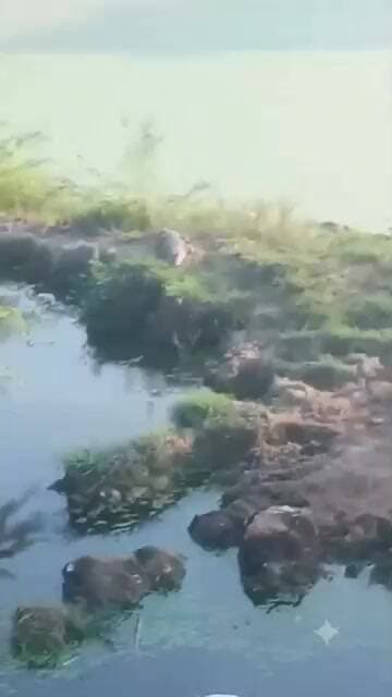 jalaun.. hathna gav me talab me dikha magarmach