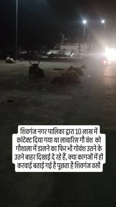 शिवगंज नगर पालिका द्वारा 10 लाख में कांटेक्ट दिया गया था लावारिस गौ वंश को गौशाला में डालने का फिर भी गोवंश उतने के उतने बाहर दिखाई दे रहे हैं, क्या कागजों में ही करवाई बताई गई है पूछता है शिवगंज वसी#breaking