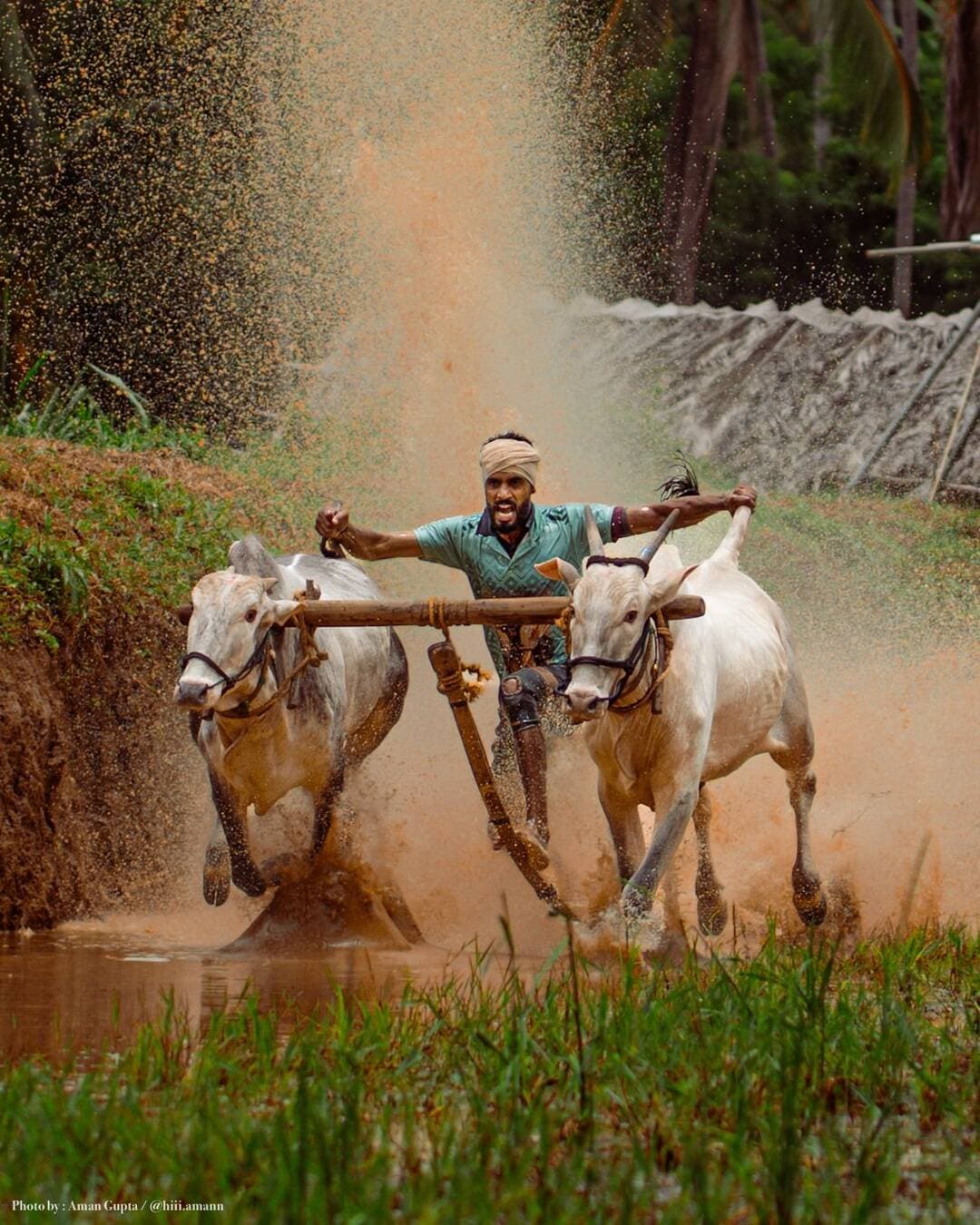 Where the farmerтАЩs pride meets the power of the bull. ЁЯРВЁЯМ╛
For generations, KeralaтАЩs Kaalapoottu has turned muddy paddy fields into an arena тАФ keeping alive a deep connection between man, animal and soil.
Not just a sport. A piece of Kerala that still breathes. тЭдя╕П
Shot On | @sonyalphain 7M4
Lens : @tamronindia 35-100mm
#kerala #cattlerace #shotonsony #photographer #travelgram