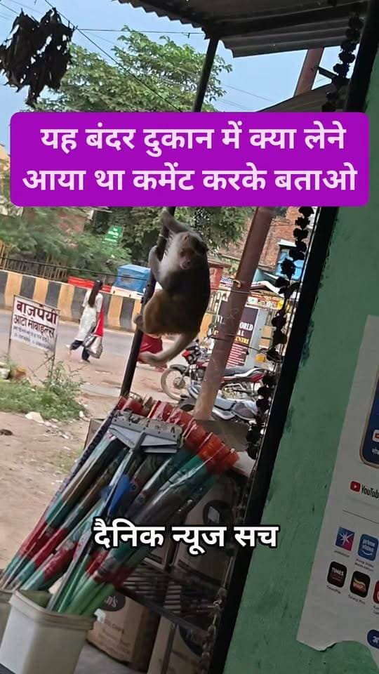 यह बंदर दुकान में क्या लेने आया था कमेंट करके बताओ #trendingreels #viralreels