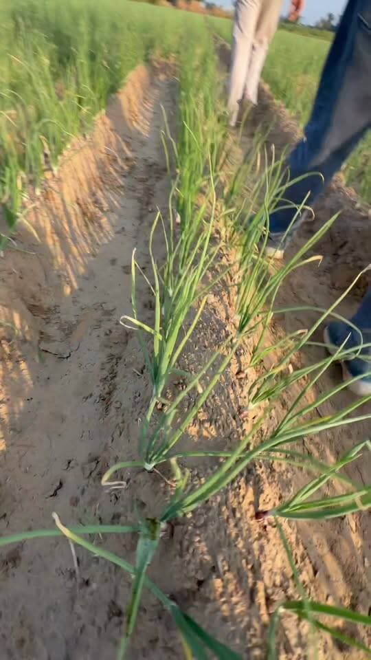 प्याज़ की फ़ॉलर में कीड़ा 🐛
#reel #प्याज #अलवर