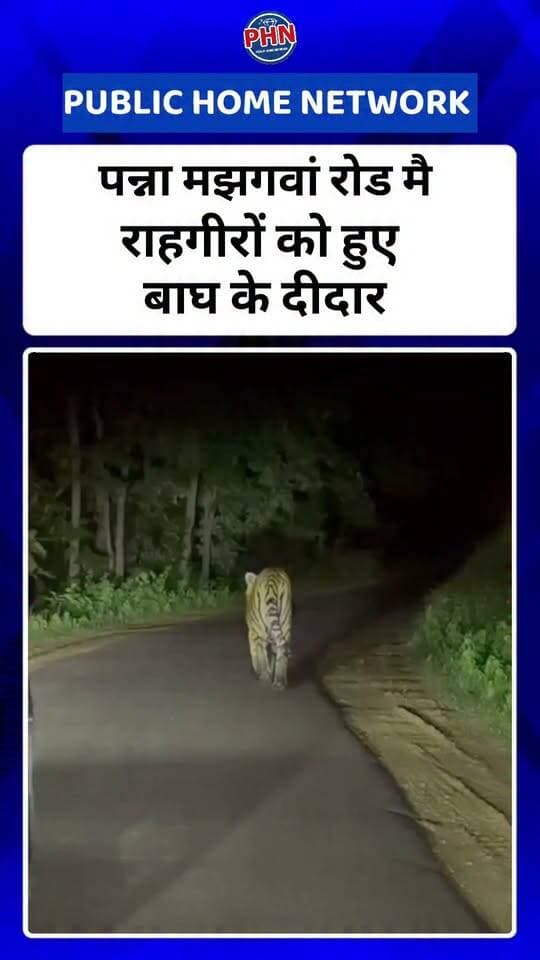 पन्ना मझगवां रोड मै राहगीरों को हुए बाघ के दीदार