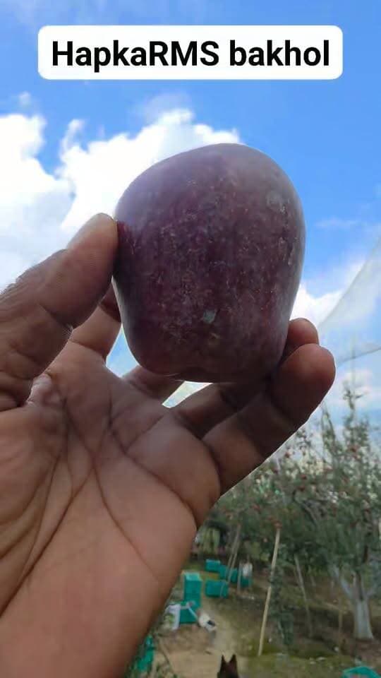 Hapka apple RMS bakhol 2026