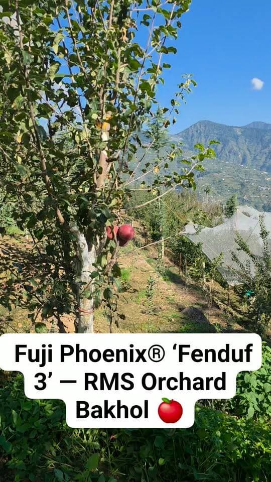 🍎 Fuji Phoenix® ‘Fenduf 3’ — RMS Orchard Bakhol 🍎
📅 23 September 2026
📍 RMS Orchard, Bakhol — 7,900 ft altitude, Himachal Pradesh
🔴 A Red Fuji at 7,900 ft!
Fuji Phoenix® ‘Fenduf 3’ — एक खास red-coloured Fuji selection, अब RMS Orchard Bakhol में 7,900 ft की ऊँचाई पर।
🍎 RMS Orchard Bakhol
🌱 Innovation • New Varieties • High-Altitude Apple Farming
23/09/2026 — A special day for Fuji at RMS. ❤️🍎