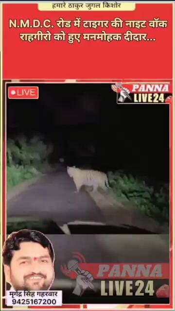 N.M.D.C. रोड में टाइगर की नाइट वॉक राहगीरो को हुए मनमोहक दीदार...