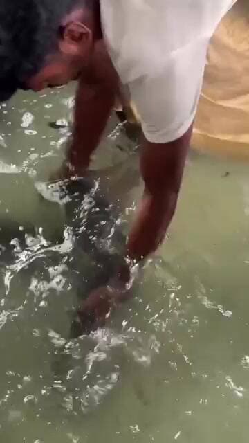 Giant Catla Fish Breeding! 😱 | ବିଶାଳ କତଲା ମାଛରୁ ହଜାର ହଜାର ଅଣ୍ଡା!