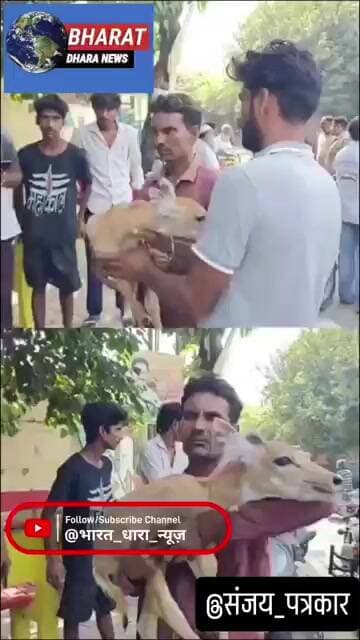 घायल नीलगाय के बच्चे को लेकर डीएम ऑफिस पहुंचा ग्रामीणः अस्पताल में इलाज नहीं मिला