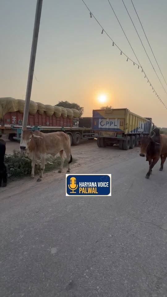 पलवल-अलीगढ़ मार्ग पर आवारा घूम रही गौ माता एवं सांड, हर रोज हो रहे हादसे! आखिर प्रशासन कब लेगा संज्ञान?
.
.
.
#PalwalAligarhRoad #AwaraPashu #RoadAccident #PalwalNews #haryanavoicepalwalnewstoday