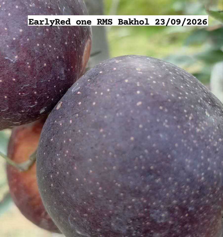 Early red one RMS bakhol 23/09/2026