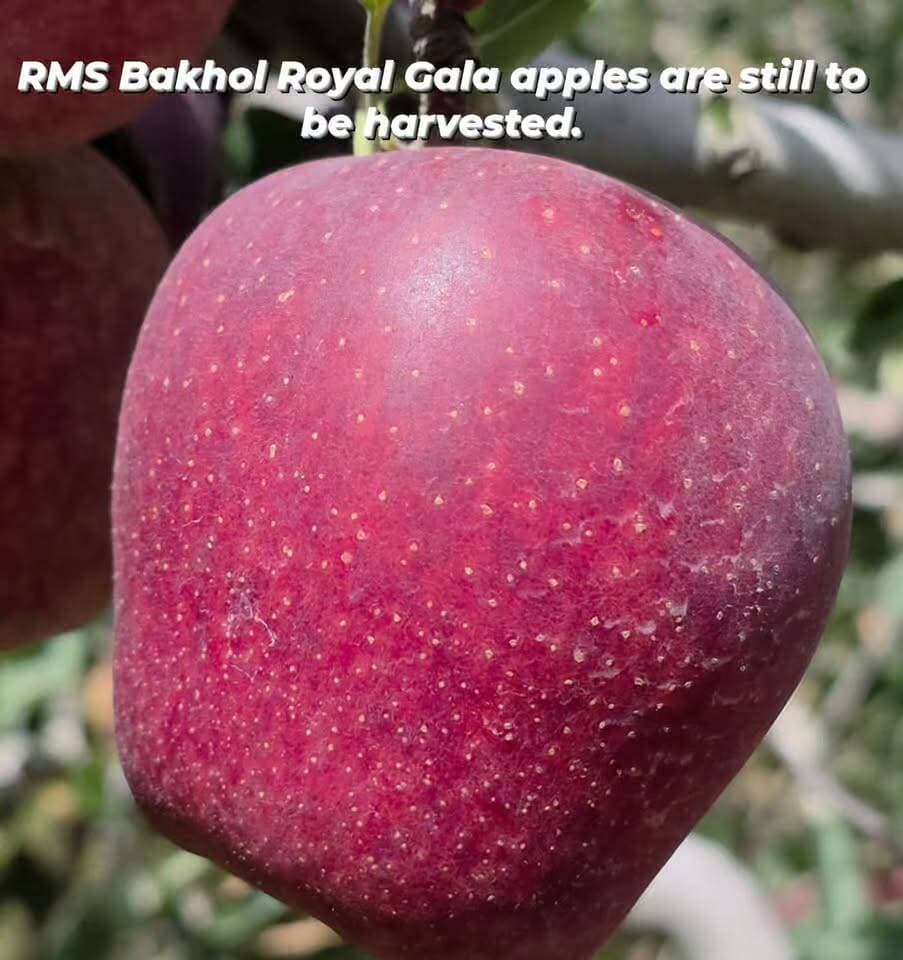 RMS Bakhol Royal apples are still to be harvested.