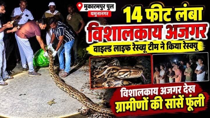 यमुनानगर मुकारमपुर पुल से वाइड लाइफ रेस्क्यू टीम ने विशालकाय अजगर को किया रेस्क्यू #hr71 #Sadora #jagadhatri #yamunanagar #अजगर #वाइडलाइफ