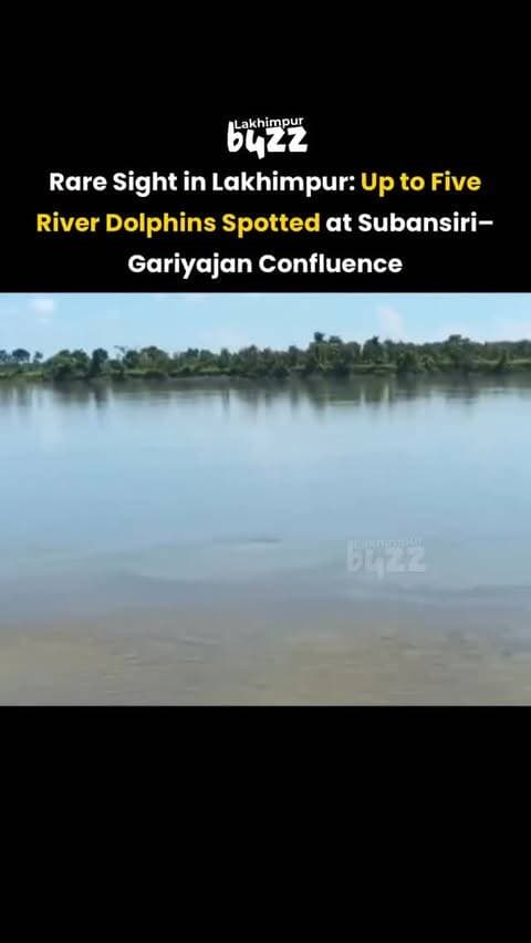 #News || A rare and delightful sight has been reported from Lakhimpur, where up to five river dolphins have been spotted at the confluence of the Subansiri and Gariyajan rivers.
According to local fishermen, the dolphins have been seen regularly swimming and playing in the river waters as they venture out for fishing.
The repeated sightings highlight the rich aquatic biodiversity of Assam and the importance of protecting the region’s river ecosystem.
.
.
.
.
.
.
.
#lakhimpurbuzz #northlakhimpur #northlakhimpurvibes❤️ #fypppppppppppppppppppppppppppppppppppppppppppppppppppppppppppppppppppppp