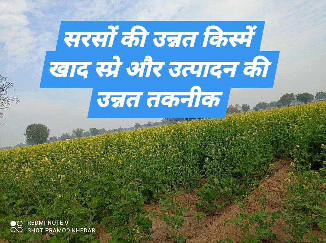 ➡️*सरसों उत्पादन की उन्नत तकनीकी विधियाँ*
हनुमानगढ़, 23 सितम्बर। कृषि विभाग द्वारा जारी सरसों उत्पादन की उन्नत तकनीकी विधियाँ और सलाह।
*1. किस्में ——*
(अ) सिंचित क्षेत्र के लिए किस्में:
RH-1975, RH-0749, RH-1706, RGN-73, RGN-13, लक्ष्मी (RH-8812)
(ब) असिंचित क्षेत्र के लिए किस्में:
RH-1424, RH-725, RH-761
(स) सेम-ग्रस्त क्षेत्र के लिए किस्में:
CS-58, CS-60, CS-62
*RH-1975 की विशेषताएँ:*
चौधरी चरण सिंह हरियाणा कृषि विश्वविद्यालय, हिसार द्वारा सिंचित क्षेत्र हेतु विकसित यह किस्म लगभग 140-143 दिनों में पककर अनुकूल परिस्थितियों में औसतन 26-28 क्विंटल प्रति हेक्टेयर की पैदावार देने की क्षमता रखती है। इसमें तेल की मात्रा लगभग 39.3 प्रतिशत तक होती है।
*RH-1424 की विशेषताएँ:*
चौधरी चरण सिंह हरियाणा कृषि विश्वविद्यालय, हिसार द्वारा असिंचित क्षेत्र (बारानी) हेतु विकसित यह किस्म लगभग 139 दिनों में पककर अनुकूल परिस्थितियों में औसतन 26 क्विंटल प्रति हेक्टेयर की पैदावार देने की क्षमता रखती है। इसमें तेल की मात्रा लगभग 40.5 प्रतिशत तक होती है।
*RH-725 की विशेषताएँ:*
चौधरी चरण सिंह हरियाणा कृषि विश्वविद्यालय, हिसार द्वारा असिंचित क्षेत्र (बारानी) हेतु विकसित यह किस्म लगभग 141 दिनों में पककर अनुकूल परिस्थितियों में औसतन 20 क्विंटल प्रति हेक्टेयर की पैदावार देने की क्षमता रखती है। इसमें तेल की मात्रा लगभग 40.2 प्रतिशत तक होती है।
*RH-761 की विशेषताएँ:*
चौधरी चरण सिंह हरियाणा कृषि विश्वविद्यालय, हिसार द्वारा असिंचित क्षेत्र (बारानी) हेतु विकसित यह किस्म लगभग 141 दिनों में पककर अनुकूल परिस्थितियों में औसतन 23 क्विंटल प्रति हेक्टेयर की पैदावार देने की क्षमता रखती है। इसमें तेल की मात्रा लगभग 40.4 प्रतिशत तक होती है।
*2. बिजाई का समय——*
बिजाई का उचित समय 5 अक्टूबर से 20 अक्टूबर है, परंतु सरसों की बिजाई पूरे अक्टूबर माह में की जा सकती है। देरी से बिजाई करने की अंतिम अवधि 10 नवंबर तक है। इसके बाद बिजाई करने पर उपज में निरंतर कमी आती जाती है।
*3. बीज एवं बिजाई ——*
बीज की मात्रा 600-700 ग्राम प्रति बीघा रखें तथा खुड से खुड की दूरी 45 सेंटीमीटर रखें।
*4. बीजोपचार ——*
सफेद रोली से बचाव के लिए बुवाई से पूर्व बीज को मेटालेक्सिल 35 एसडी की 6 ग्राम मात्रा प्रति किलोग्राम बीज तथा पेंटेड बग की रोकथाम के लिए इमिडाक्लोप्रिड 70 डब्ल्यूएस की 5 ग्राम मात्रा प्रति किलोग्राम बीज की दर से बीजोपचार करें।
➡️*5. खाद एवं उर्वरक ——*
क्र.सं.| उर्वरक| मात्रा प्रति बीघा
1.| गोबर की खाद| 40 क्विंटल
2.| एसएसपी/सिंगल सुपर फास्फेट| 62.5 किलोग्राम
3.| यूरिया| 40 किलोग्राम
4.| जिप्सम| 75 किलोग्राम
नोट: सरसों की फसल में फास्फेटिक उर्वरक के रूप में सिंगल सुपर फास्फेट का उपयोग तुलनात्मक रूप से लाभप्रद है। गोबर की खाद, सुपर फास्फेट, जिप्सम की संपूर्ण मात्रा तथा 20 किलोग्राम यूरिया बिजाई से पूर्व प्रयोग करनी चाहिए। इसके लिए यूरिया तथा जिप्सम का बिजाई से पूर्व छिड़काव करें। सुपर फास्फेट की डबल टापा मशीन (सीड-कम-फर्टिलाइजर ड्रिल) से ड्रिल करें। यदि डबल टापा मशीन उपलब्ध नहीं है तो गेहूं बिजाई मशीन से सुपर फास्फेट की बिजाई करें। सुपर फास्फेट का छिड़काव नहीं करें, क्योंकि छिड़काव करने से इसका बहुत कम असर होता है। यूरिया की शेष मात्रा प्रथम सिंचाई के समय देनी चाहिए।
सिंगल सुपर फास्फेट एक फास्फोरसयुक्त उर्वरक है, जिसमें 16 प्रतिशत फास्फोरस, 11 प्रतिशत सल्फर तथा 21 प्रतिशत कैल्शियम की मात्रा पाई जाती है। इसमें उपलब्ध सल्फर के कारण यह उर्वरक तिलहनी फसलों के लिए अन्य उर्वरकों की अपेक्षा अधिक लाभदायक होता है।
डीएपी से पौधों को केवल दो पोषक तत्व—फास्फोरस एवं नत्रजन—प्राप्त होते हैं, जबकि सिंगल सुपर फास्फेट से पौधों को फास्फोरस के साथ-साथ सल्फर एवं कैल्शियम पोषक तत्व भी प्राप्त होते हैं। सिंगल सुपर फास्फेट के उपयोग से पौधों की वृद्धि के साथ-साथ जड़ों का विकास भी उत्तम होता है।
सिंगल सुपर फास्फेट में उपलब्ध सल्फर सरसों जैसी तिलहनी फसलों में तेल की गुणवत्ता और मात्रा में वृद्धि करता है। यह क्षारीय मिट्टी, जहां पीएच मान 8 से अधिक होता है, में सल्फर के माध्यम से पीएच को नियंत्रित करने में सहायक होता है। मिट्टी का पीएच सुधरने पर डीएपी और जिंक जैसे तत्व पौधों को आसानी से उपलब्ध होने लगते हैं। यह मिट्टी और पौधों में प्राकृतिक फफूंदनाशक के रूप में भी काम करता है।
सिंगल सुपर फास्फेट में उपलब्ध कैल्शियम पौधों की कोशिकाओं को मजबूत बनाता है। यह मिट्टी के कणों को आपस में बांधकर रखता है, जिससे हवा और पानी का संचार ठीक रहता है। यह पौधों की जड़ों के सामान्य विकास और उनकी लंबाई बढ़ाने में भी सहायता करता है। इसके साथ ही यह अत्यधिक अम्लीय मिट्टी के पीएच स्तर को सुधारने में सहायक होता है।
➡️*6. खरपतवार नियंत्रण ——*
फसल की बुवाई के तुरंत बाद पेंडीमेथालिन 38.7 प्रतिशत सीएस की 485 मिलीलीटर अथवा पेंडीमेथालिन 30 प्रतिशत की 600 मिलीलीटर मात्रा 150 लीटर पानी में मिलाकर प्रति बीघा की दर से जमीन पर स्प्रे करें।
अथवा उपरोक्त मात्रा को रोणी करने के बाद अंतिम जुताई से पहले जमीन पर स्प्रे कर पाटा लगाकर बिजाई करें। सिंचाई के बाद एक-दो बार गुड़ाई अवश्य करें।
➡️*7. पौधों की छंटाई/विरलीकरण ——*
आवश्यकता से अधिक पौधों की छंटाई अवश्य करें, जिससे फसल में वायु संचार एवं सूर्य की रोशनी पौधों के बीच पहुंच सके। उपज बढ़ाने एवं सरसों के तना गलन रोग के नियंत्रण के लिए पौधों की छंटाई करना जरूरी है।
छंटाई प्रथम सिंचाई से पूर्व या उसके बाद की जा सकती है। छंटाई करके पौधे से पौधे की दूरी आधा फीट रखें।
➡️*8. सिंचाई ——*
तीन सिंचाई उपलब्ध होने पर:
1. पहली सिंचाई—बुवाई के 35-40 दिन बाद (बढ़वार के समय)।
2. दूसरी सिंचाई—प्रथम सिंचाई के 35-40 दिन बाद (फूल आने के समय)।
3. तीसरी सिंचाई—दूसरी सिंचाई के 30-35 दिन बाद (फलियां बनने की शुरुआत पर)।
दो सिंचाई उपलब्ध होने पर/पानी की कमी होने पर:
1. पहली सिंचाई—बुवाई के 40-45 दिन बाद।
2. दूसरी सिंचाई—बुवाई के 90-100 दिन बाद।
भारी मिट्टी वाली जमीनों में दो से अधिक सिंचाई न करें, क्योंकि अधिक पानी देने से तना गलन रोग का प्रकोप बढ़ता है।
➡️*9. कीट नियंत्रण ——*
पेंटेड बग — इसके नियंत्रण हेतु 125 मिलीलीटर मैलाथियॉन 50 ईसी को 125 लीटर पानी में मिलाकर प्रति बीघा स्प्रे करें।
लीफ माइनर तथा काला तैला — इनके नियंत्रण हेतु 100 लीटर पानी में निम्नलिखित कीटनाशकों में से किसी एक को मिलाकर स्प्रे करें—
डाइमेथोएट — 30 ईसी| 250 मिलीलीटर
क्विनालफॉस — 25 ईसी| 250 मिलीलीटर
मैलाथियॉन — 50 ईसी| 300 मिलीलीटर
थायोमेथोक्साम — 25 डब्ल्यूजी| 50 ग्राम
➡️*10. रोग नियंत्रण ——*
सफेद रोली/व्हाइट रस्ट — फसल की बुवाई के 50-60 दिन बाद 200 ग्राम मेटालेक्सिल को 100 लीटर पानी में मिलाकर स्प्रे करें। इसके 15 दिन बाद मेटालेक्सिल 4 प्रतिशत + मैनकोजेब 64 प्रतिशत की 200 ग्राम मात्रा 100 लीटर पानी में मिलाकर स्प्रे करें।
रोग के मामूली प्रथम लक्षण दिखाई देते ही निर्धारित समय पर उपरोक्त स्प्रे करें। अन्यथा देरी से स्प्रे करने पर रोग का नियंत्रण करना संभव नहीं होगा।
झुलसा/ब्लाइट — इस रोग के लक्षण दिखाई देते ही 200 ग्राम मैनकोजेब 75 डब्ल्यूपी को 100 लीटर पानी में मिलाकर स्प्रे करें। आवश्यकता अनुसार 10-12 दिन बाद दूसरा स्प्रे करें।
➡️*11. तना गलन ——*
सरसों का तना गलन रोग फंगस से उत्पन्न होने वाला एक गंभीर रोग है, जिससे फसल को भारी नुकसान हो सकता है। इस रोग के लक्षण जनवरी माह में दिखाई देते हैं।
➡️इस रोग में शुरुआत में तने के निचले भाग पर जलासिक्त लंबे धब्बे बनते हैं। बाद में इन धब्बों पर रूई जैसी सफेद रंग की संरचना बन जाती है। यह रूई जैसी संरचना इस रोग की फंगस होती है। इस अवस्था में तने दूर से सफेद दिखाई देते हैं।
➡️इस बीमारी से प्रभावित पौधों की लंबाई स्वस्थ पौधों से थोड़ी कम हो जाती है तथा पौधे मुरझाने लगते हैं और समय से पूर्व पक जाते हैं। अंत में तने फटने के कारण टूट जाते हैं और पौधे मुरझाकर सूख जाते हैं।
➡️तनों की सतह पर तथा तनों के अंदर भूरे-काले रंग की सरसों के दाने जैसी आकृतियां दिखाई देती हैं, जो इस फंगस के बीजाणु होते हैं। फसल की कटाई के बाद फंगस के ये बीजाणु जमीन पर गिर जाते हैं तथा पौधों के तनों व शाखाओं में पड़े रहते हैं, जो भूमि की जुताई करते समय मिट्टी में मिल जाते हैं।
➡️इस रोग के बीजाणु जमीन में 7 वर्ष तक जीवित रह सकते हैं तथा जैसे ही अनुकूल वातावरण मिलता है, फसल पर संक्रमण कर देते हैं। ये बीजाणु थ्रेसर से फसल निकालते समय बीज में भी मिल जाते हैं, जिसके कारण यह बीमारी नए क्षेत्रों में फैलती है।
➡️इस प्रकार यह बीमारी बीज के साथ मिले बीजाणुओं, जमीन में पड़े बीजाणुओं तथा पौधों के तनों व डंठलों में पड़े बीजाणुओं के कारण फैलती है।
➡️*तना गलन का नियंत्रण*
➡️*ट्राइकोडर्मा द्वारा भूमि उपचार —* जिन खेतों में सरसों की फसल में पिछले वर्षों में तना गलन का प्रकोप रहा है, उनमें जमीन में पड़े हुए फंगस के बीजाणुओं को नष्ट करने हेतु ट्राइकोडर्मा द्वारा भूमि उपचार अवश्य करना चाहिए।
➡️जमीन में पड़े हुए फंगस के इन हानिकारक बीजाणुओं को नष्ट किए बिना बिजाई के बाद इस बीमारी का नियंत्रण करना आसान नहीं है। जिन खेतों में गत वर्षों में तना गलन का प्रकोप नहीं रहा है, उनमें भी सावधानी के तौर पर ट्राइकोडर्मा द्वारा भूमि उपचार किया जा सकता है।
➡️ट्राइकोडर्मा एक प्रकार की लाभदायक फंगस है, जो रोग पैदा करने वाली हानिकारक फंगस की वृद्धि को रोककर उसे धीरे-धीरे नष्ट कर देती है, जिससे हानिकारक फंगस पौधों की जड़ों को संक्रमित कर रोग उत्पन्न करने में असमर्थ हो जाती है।
➡️भूमि उपचार की विधि ट्राइकोडर्मा जीवित फंगस होने के कारण इसे गोबर की खाद में मिलाकर ही प्रयोग करना चाहिए, क्योंकि जैविक कार्बन इसका भोजन होता है। यदि इसे जैविक खाद में मिलाए बिना सीधे ही भूमि में मिलाया जाता है तो इसका कोई फायदा नहीं होगा।
➡️अतः ट्राइकोडर्मा विरिडी की 2.5 किलोग्राम मात्रा को 50-100 किलोग्राम सड़ी-गली नमीयुक्त गोबर की खाद में मिलाकर 15-45 दिन तक छाया में रखें।
➡️गोबर की 2 फुट चौड़ी तथा 2 फुट ऊंची और आवश्यकतानुसार लंबी त्रिकोणीय आकार की ढेरी बनाएं तथा नमी कायम रखने हेतु 5-7 दिनों में पानी का छिड़काव करते रहें। ढेरी छाया में बनाएं तथा बोरी/तिरपाल से ढककर रखें।
➡️गोबर की खाद को मुट्ठी में लेकर दबाने से अंगुलियों के बीच पानी आ जाए, परंतु बूंद न बने, इतनी नमी कायम रखनी चाहिए। अच्छी तरह सड़ी-गली खाद उपलब्ध न हो तो वर्मी-कम्पोस्ट का उपयोग भी किया जा सकता है।
➡️इस प्रकार गोबर की खाद में मिलाकर तैयार किए गए ट्राइकोडर्मा की 2.5 किलोग्राम मात्रा प्रति बीघा भूमि में बिजाई से पूर्व मिलाएं।
➡️*संतुलित उर्वरक —* नाइट्रोजन, फास्फोरस, पोटाश, जिंक सल्फेट तथा सल्फर वाले समस्त उर्वरकों का उपयोग उपरोक्त सिफारिश के अनुसार करें।
➡️*स्वस्थ बीजों का प्रयोग —* बुवाई हेतु स्वस्थ, स्वच्छ, रोगरहित (बीजाणुरहित) प्रमाणित बीजों का प्रयोग करें।
➡️*खुड से खुड की दूरी —* जिन खेतों में गत वर्षों में लगातार तना गलन रोग का प्रकोप हो रहा है, वहां खुड से खुड की दूरी 45 सेंटीमीटर (1.5 फुट) रखें।
➡️*विरलीकरण —* अधिक मात्रा में बीज का प्रयोग न करें तथा आवश्यकता से अधिक पौधों की छंटाई अवश्य करें, ताकि पौधे से पौधे की उचित दूरी बनी रहे एवं उनके मध्य वायु तथा रोशनी का संचार हो सके।
➡️*सिंचाई —* अधिक सिंचाई करने के कारण जमीन में नमी अधिक बनी रहती है, जो बीमारी फैलने में सहायक है। भारी मिट्टी में दो तथा रेतीली मिट्टी में तीन से अधिक सिंचाई न करें।
➡️*फफूंदनाशी स्प्रे —* कार्बेन्डाजिम 50 डब्ल्यूपी की 2 ग्राम मात्रा अथवा प्रोपीकोनाजोल 25 ईसी की 1 मिलीलीटर मात्रा प्रति लीटर पानी की दर से मिलाकर बिजाई के 50-55 दिन बाद प्रथम स्प्रे तथा 65-70 दिन बाद दूसरी स्प्रे करें। आवश्यकता पड़ने पर तीसरी स्प्रे भी करनी चाहिए।
➡️रोग के लक्षण दिखाई देने के बाद स्प्रे करने से रोग का नियंत्रण करना संभव नहीं है।
➡️*सूखा प्रबंधन —* बारानी सरसों को पकने के समय सूखे के प्रकोप से बचाने हेतु 100 लीटर पानी में 1 किलोग्राम 13-00-45 उर्वरक घोलकर फसल की फूल एवं फली वाली अवस्था पर एक-एक स्प्रे करें।