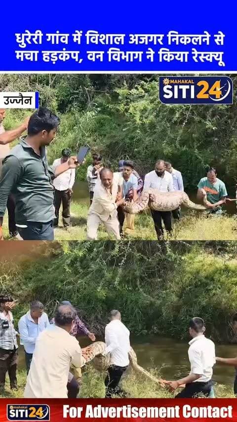 बड़नगर: धुरेरी गांव में निकला विशाल अजगर, वन विभाग की टीम ने किया सुरक्षित रेस्क्यू 🐍🚨
उज्जैन जिले के बड़नगर क्षेत्र स्थित ग्राम धुरेरी में उस वक्त अफरा-तफरी मच गई, जब गांव के पास एक विशाल अजगर दिखाई दिया। आबादी वाले इलाके में अजगर को देखकर ग्रामीण दहशत में आ गए और तुरंत स्थानीय वनरक्षक संजय तिवारी को सूचना दी। सूचना मिलते ही वन विभाग की विशेषज्ञ रेस्क्यू टीम मौके पर पहुंची और मुस्तैदी दिखाते हुए अजगर का सुरक्षित रेस्क्यू कर लिया। टीम अजगर को अपने साथ उज्जैन ले आई है, जहां उसे उसके प्राकृतिक आवास (जंगल) में छोड़ दिया जाएगा। वन विभाग की इस त्वरित कार्रवाई से ग्रामीणों ने राहत की सांस ली।
#UjjainNews #Badnagar #SnakeRescue #ForestDepartment #WildlifeRescue MPNews