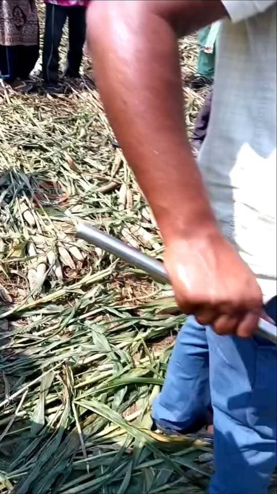 खेत में मिले अजगर का रेस्क्यू, सुरक्षित जंगल में छोड़ा
वैर। कंचनपुरा गांव के पास बसंत बैरवा के खेत में अजगर दिखाई देने से ग्रामीणों में कौतूहल मच गया। सूचना मिलने पर रेस्क्यू टीम मौके पर पहुंची और सावधानीपूर्वक अजगर को खेत से बाहर निकाला।
अजगर को किसी तरह का नुकसान पहुंचाए बिना सुरक्षित तरीके से रेस्क्यू किया गया। इसके बाद उसे आबादी क्षेत्र से दूर सुरक्षित जंगल में छोड़ दिया गया, ताकि वह अपने प्राकृतिक आवास में रह सके और ग्रामीणों को भी किसी तरह का खतरा न रहे।