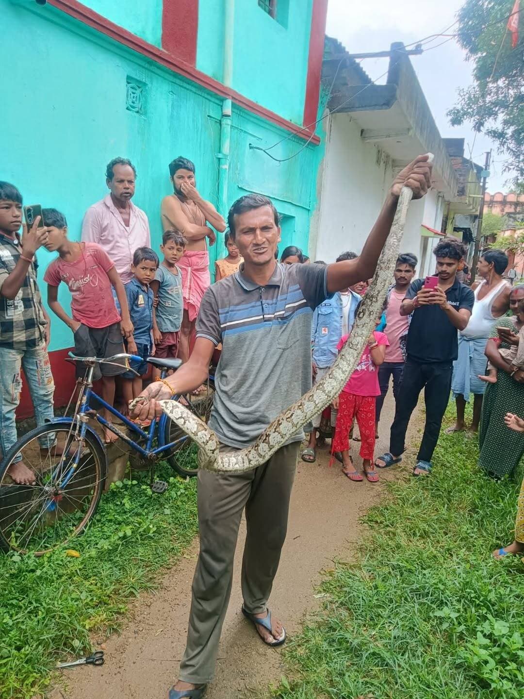 পাড়া থানার চিতরা গ্রামে জালে আটকে বিশাল অজগর, উদ্ধার ঘিরে চাঞ্চল্য
Bengal icon news, পুরুলিয়া:পুরুলিয়ার পাড়া থানার উদয়পুর-জয়নগর গ্রাম পঞ্চায়েতের চিতরা গ্রামে বিশাল আকৃতির অজগর সাপ উদ্ধারের ঘটনাকে ঘিরে ব্যাপক চাঞ্চল্য ছড়াল। বৃহস্পতিবার বেলা ১১টা নাগাদ গ্রামের একটি জলাশয়ের পাশে সবজির বাগান আড়াল করার জন্য লাগানো জালে একটি বিশাল অজগর সাপ জড়িয়ে পড়ে। বিষয়টি স্থানীয় বাসিন্দাদের নজরে আসতেই এলাকায় আতঙ্কের সৃষ্টি হয়। খবর ছড়িয়ে পড়তেই সাপটিকে দেখতে ঘটনাস্থলে প্রচুর মানুষের ভিড় জমে যায়।পরবর্তীতে গ্রামের সাহসী যুবক সজল মাজী এবং পাড়া বন দফতরের এক কর্মীর সহযোগিতায় জালে আটকে থাকা অজগরটিকে নিরাপদে উদ্ধার করা হয়। পরে বন দফতরের কর্মীদের সহযোগিতায় সাপটিকে স্থানীয় একটি নিরাপদ জঙ্গলে ছেড়ে দেওয়া হয়। অজগর উদ্ধারের ঘটনায় এলাকায় ব্যাপক চাঞ্চল্যের সৃষ্টি হলেও শেষ পর্যন্ত সাপটিকে নিরাপদে তার প্রাকৃতিক পরিবেশে ফিরিয়ে দেওয়ায় স্বস্তি ফেরে স্থানীয়দের মধ্যে।