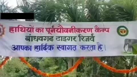 बांधवगढ़ टाइगर रिजर्व में हाथी महोत्सव का छाया जश्न...