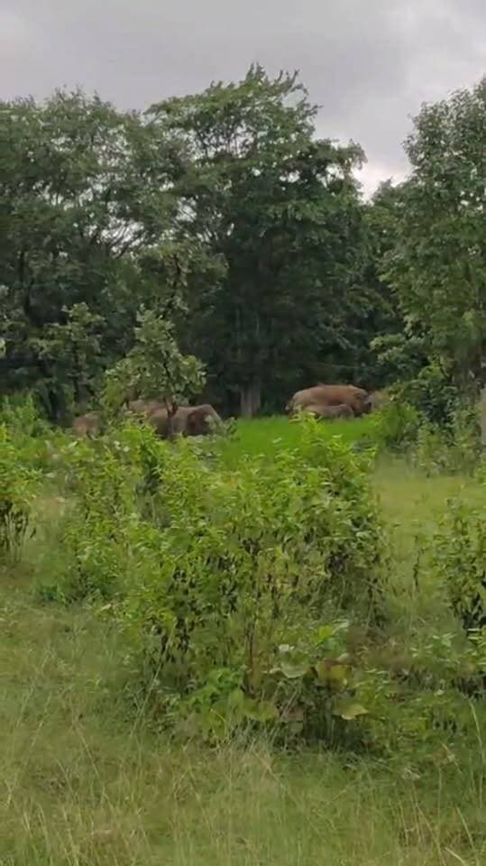 #BreakingNews #forestlife