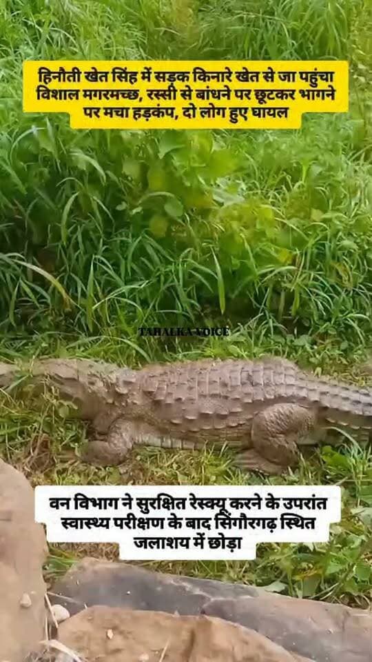 सगौनी बीट अंतर्गत हिनौती खेतसिंह में खेत से सड़क पर आया छह फीट लंबा मगरमच्छ, रस्सियों से छूटा तो मची अफरा-तफरी
वन अमले ने किया रेस्क्यू, दो लोग हुए घायल, सिंगौरगढ़ जलाशय में छोड़ा गया
दमोह। नोहटा थाना क्षेत्र के ग्राम हिनौती खेत सिंह में बुधवार सुबह खेत से निकलकर करीब छह फीट लंबा मगरमच्छ सड़क किनारे पहुंच गया। मगरमच्छ को देखकर ग्रामीणों में अफरा-तफरी मच गई। सूचना पर वन विभाग की सागोनी परिक्षेत्र की रेस्क्यू टीम मौके पर पहुंची। टीम ने ग्रामीणों की मदद से रस्सियों के जरिए मगरमच्छ को पकड़ने का प्रयास किया, लेकिन वह अचानक पकड़ से छूट गया। दोबारा रेस्क्यू के दौरान ग्रामीण अज्जू खान और फॉरेस्ट चौकीदार अट्ठी सिंह की उंगलियों में चोट लग गई। दोनों को स्वास्थ्य केंद्र में उपचार कराया गया। करीब एक घंटे की मशक्कत के बाद मगरमच्छ को सुरक्षित पकड़ लिया गया। पशु चिकित्सक डॉ. डीएस लोधी ने स्वास्थ्य परीक्षण किया। इसके बाद मगरमच्छ को सिंगौरगढ़ जलाशय में सुरक्षित छोड़ा गया।