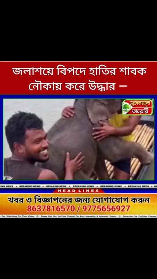 জলাশয়ে বিপদে হাতির শাবক, নৌকায় করে উদ্ধার — মানবিক উদ্যোগে প্রাণ বাঁচল বুনো হাতির।
#BreakingNews #forest #elephants