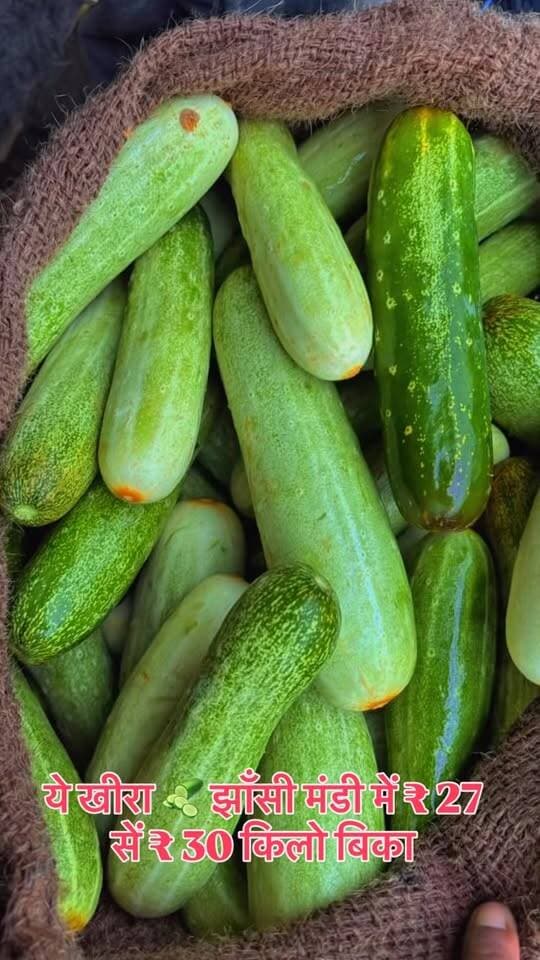 खीरा 🥒 का भाव झाँसी मंडी #cucumber #trendingreels #mandibhav #jhansi #viralreels