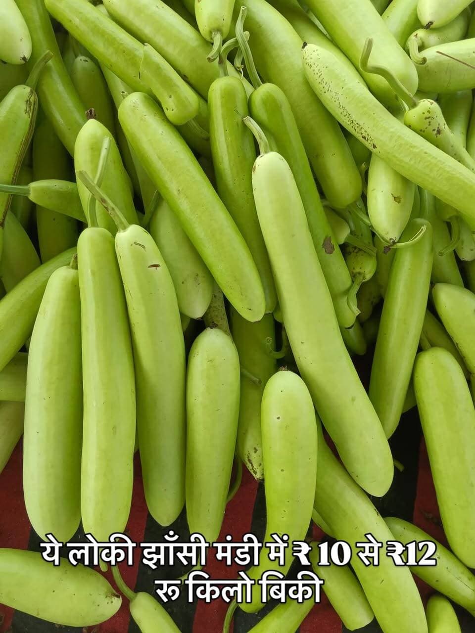 लोकी भाव #lokikabhav #trendingpost #jhansi