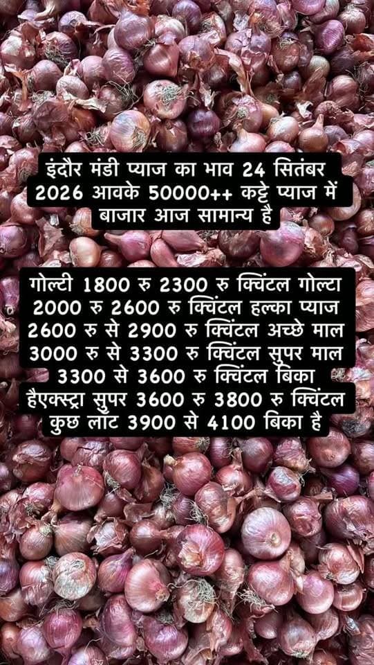 इंदौर मंडी प्याज का भाव 24 सितंबर 2026 आवके 50000++ कट्टे प्याज में बाजार आज सामान्य है
गोल्टी 1800 रु 2300 रु क्विंटल गोल्टा 2000 रु 2600 रु क्विंटल हल्का प्याज 2600 रु से 2900 रु क्विंटल अच्छे माल 3000 रु से 3300 रु क्विंटल सुपर माल 3300 से 3600 रु क्विंटल बिका हैएक्स्ट्रा सुपर 3600 रु 3800 रु क्विंटल कुछ लॉट 3900 से 4100 बिका है
#viralreels #viralreelsvideo #trending #reelkarofeelkaro #indoremandipyajbhav