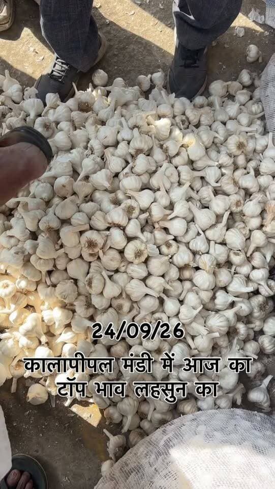 24/09/26 को कालापीपल मंडी में लहसुन का भाव टॉप भाव
#viralreels #viralreelsvideo #reelkarofeelkaro #garlic #mandibhavkalapipal