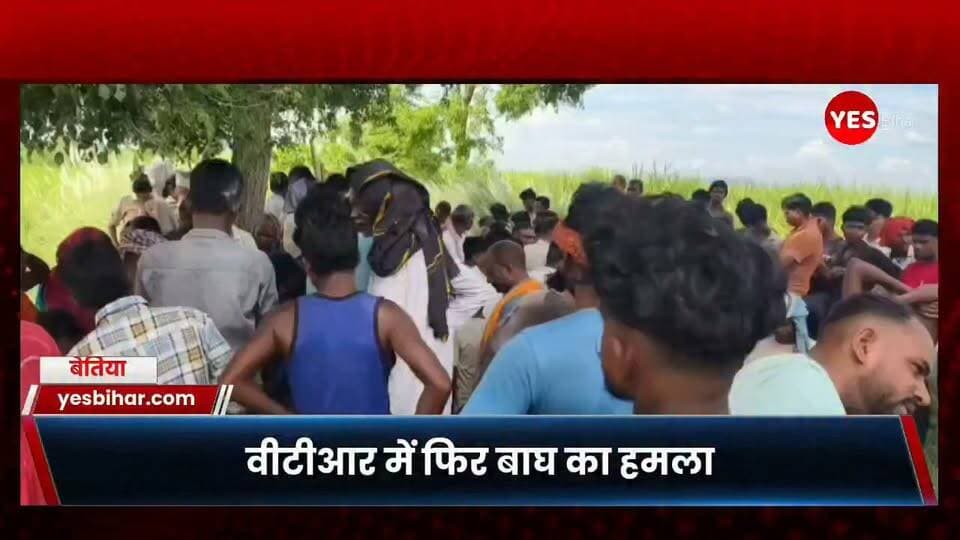 Bihar news : अगर आपको यह खबर महत्वपूर्ण लगी हो तो इसे ज्यादा से ज्यादा लोगों तक पहुंचाएं। ऐसे ही स्थानीय और ताजा खबरों के लिए हमारे पेज को फॉलो करें और नोटिफिकेशन ऑन रखें। आपके आसपास वन्यजीवों की गतिविधि, बाघ या अन्य जंगली जानवरों से जुड़ी कोई घटना सामने आती है तो उसकी जानकारी हमें जरूर दें। इस खबर को अपने दोस्तों और आसपास के लोगों के साथ शेयर करें, ताकि ग्रामीण क्षेत्रों में रहने वाले लोग सतर्क रहें और सावधानी बरत सकें। ताजा अपडेट के लिए हमारे साथ जुड़े रहें और खबरों को लाइक, कमेंट और शेयर करना न भूलें।
#VTR #ValmikiTigerReserve #TigerAttack #TigerAttackInBihar #WestChamparan #BiharNews #BagahaNews #MadanpurForest #Naurangia #PachrukhaSirisya #TigerNews #WildlifeNews #BreakingNews #BiharBreakingNews #LocalNews #LatestNews #NewsUpdate #TigerInVillage #WildlifeSafety #ForestDepartment