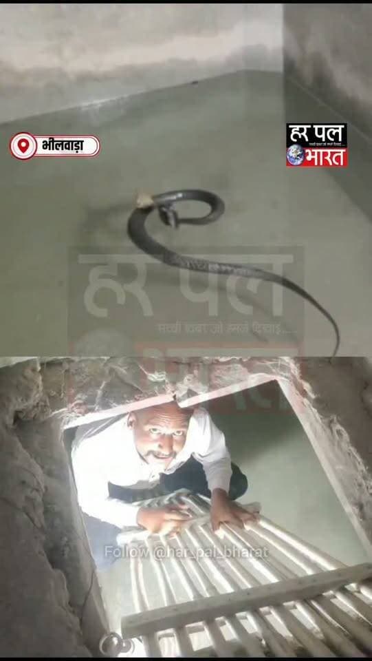 🐍🐸 जान पर बनी तो सांप-मेंढक भूले दुश्मनी, एक साथ बैठे आए नजर!
मांडल के छतरी खेड़ा गांव में एक हैरान करने वाला नजारा सामने आया। घर में पानी के टैंक के एक ही कोने में सांप और मेंढक साथ बैठे दिखाई दिए।
सांप का रेस्क्यू करने पहुंचे वन्यजीव रक्षक कुलदीप सिंह राणावत ने यह अनोखा दृश्य देखा और इसे कैमरे में कैद कर लिया।
🔴 जान बचाने की मजबूरी में प्राकृतिक दुश्मन बने साथी!
📍 मांडल, भीलवाड़ा
👉 पूरा नजारा देखने के लिए वीडियो जरूर देखें।
#HarPalBharat #Bhilwara #Mandal #ChhatriKheda #Snake Frog WildlifeRescue RajasthanNews ViralVideo