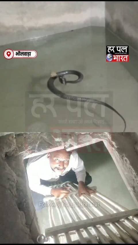 🐍🐸 जान पर बनी तो सांप-मेंढक भूले दुश्मनी, एक साथ बैठे आए नजर!
मांडल के छतरी खेड़ा गांव में एक हैरान करने वाला नजारा सामने आया। घर में पानी के टैंक के एक ही कोने में सांप और मेंढक साथ बैठे दिखाई दिए।
सांप का रेस्क्यू करने पहुंचे वन्यजीव रक्षक कुलदीप सिंह राणावत ने यह अनोखा दृश्य देखा और इसे कैमरे में कैद कर लिया।
🔴 जान बचाने की मजबूरी में प्राकृतिक दुश्मन बने साथी!
📍 मांडल, भीलवाड़ा
👉 पूरा नजारा देखने के लिए वीडियो जरूर देखें।
#HarPalBharat #Bhilwara #Mandal #ChhatriKheda #Snake Frog WildlifeRescue RajasthanNews ViralVideo