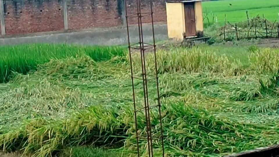 उरुवा क्षेत्र में आंधी-बारिश से धान की फसल धराशायी, किसानों पर टूटा दुखों का पहाड़।।।
#DMPrayagraj #CMYogiAdityanath