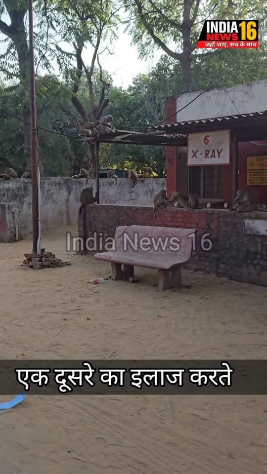 एक दूसरे का इलाज बारीकी से चल रहा! नागरिक अस्पताल Mahendergarh #IndiaNews16 #monkey #government_hospital_Mahendergarh #Indianews16 #mahendergarhnews