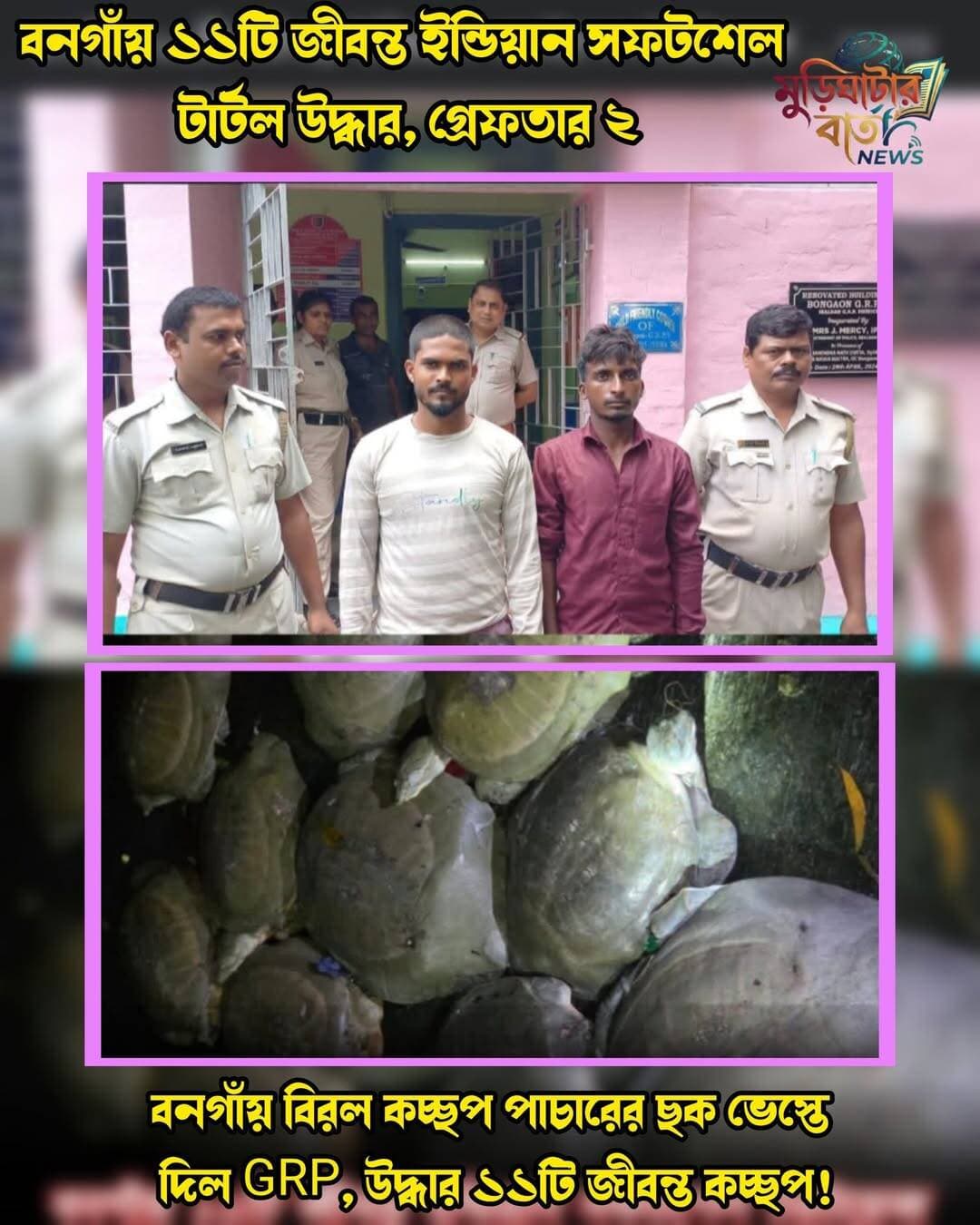 বনগাঁয় ১১টি জীবন্ত ইন্ডিয়ান সফটশেল টার্টল উদ্ধার, গ্রেফ^তার ২ ! বনগাঁয় বিরল কচ্ছপ পা.চা.রে.র ছক ভেস্তে দিল GRP, উ^দ্ধার ১১টি জীবন্ত কচ্ছপ!