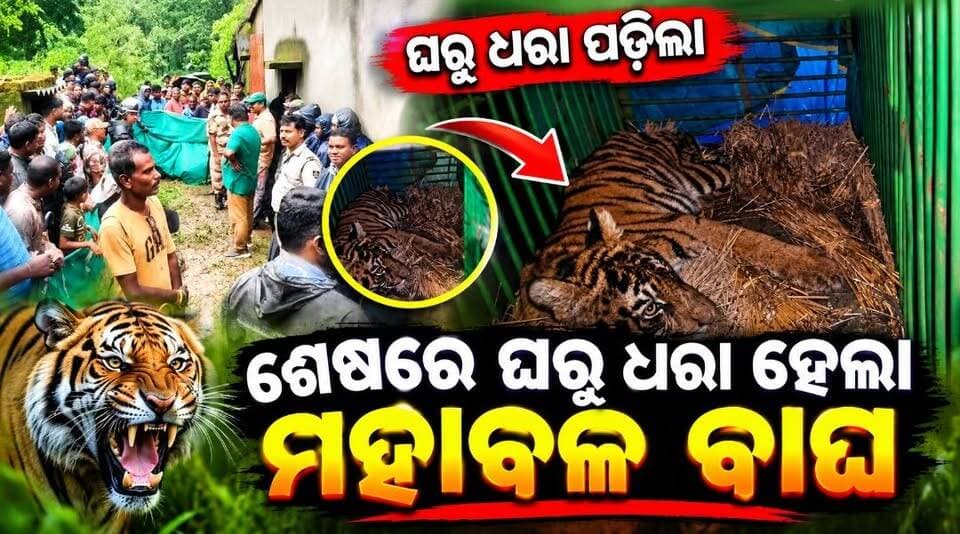 #ଶେଷରେ_ଧରା_ହେଲା_ମହାବଳ_ବାଘ
#ଖପରଖାଇ_ଗାଁରେ_ଆଶ୍ୱସ୍ତି
ମୟୂରଭଞ୍ଜ ଜିଲ୍ଲା ଠାକୁରମୁଣ୍ଡା ବନାଞ୍ଚଳ ଖପରଖାଇ ଗାଁରେ ଆତଙ୍କ ଖେଳାଉଥିବା ମହାବଳ ବାଘ ଶେଷରେ ଧରା ପଡିଛି।
#latastnews #villageintiger #latastnewsupdate #breakingnews #tigerrescue #pabitranews #pabitranewsodisha #mayurbhanj #thakurmunda #odianews #odishanews