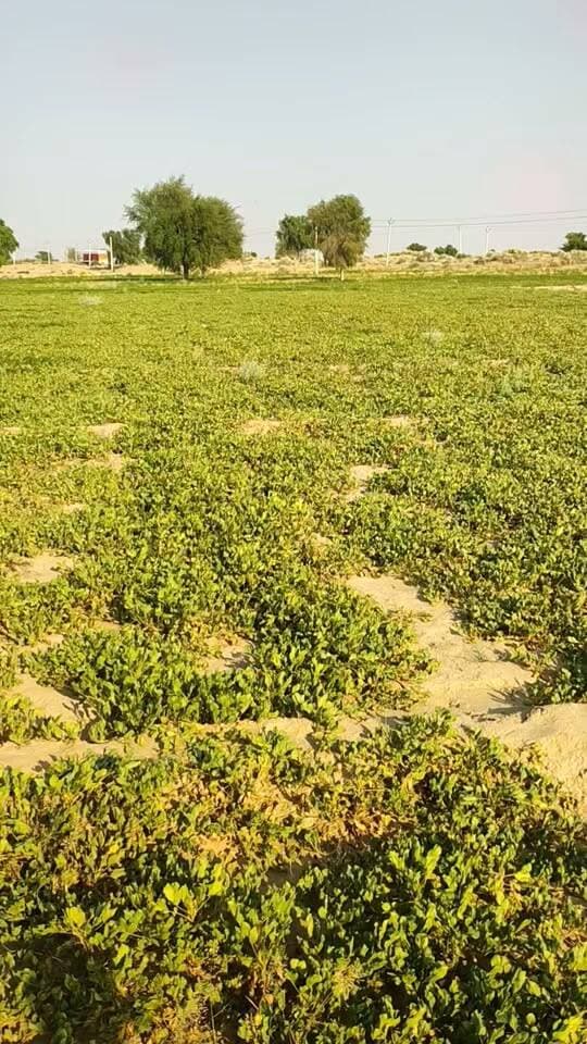अभी तक सरकार ने किसानों की सुध नहीं ली पूरी फसल बर्बाद हो गई के किसान की
#किसान #आंदोलन #घड़साना #खाजूवाला #मूंगफली