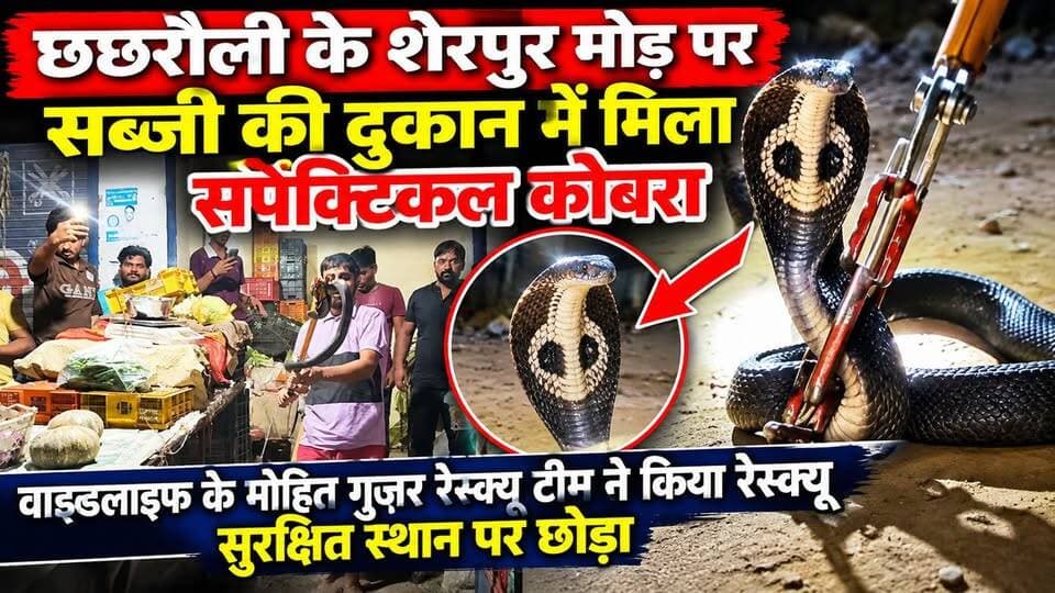 छछरौली सब्जी की दुकान में क्रेट के नीचे छिपा बैठा था कोबरा दुकानदार का अचानक पड़ा ध्यान बड़ा हादसा टला #अजगर #hr71 #Sadora #jagadhatri #yamunanagar