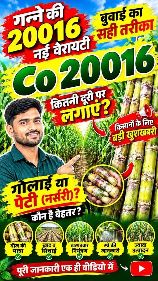 “CO 20016 लगानी है? सितंबर में गोली या पेटी—गलत तरीका भारी पड़ सकता है!”🔥 Viral Title:
गन्ने की CO 20016 में सितंबर में बुवाई कैसे करें? 🌱 गोली या पेटी—कौन सा तरीका सही?
Hashtags:
#CO20016 #Ganna #GanneKiNayiVariety #GannaBuwai #SeptemberGanna #SugarcaneFarming #GannaKisan #KisanSathi #Kheti #Kisan #GannaKiKheti #UPKisan #FarmingIndia #Agriculture #Shorts @top fans