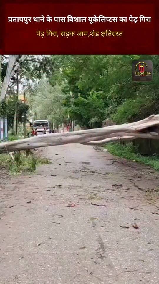 प्रतापपुर थाने के पास विशाल यूकेलिप्टस का पेड़ गिरा, सड़क जाम