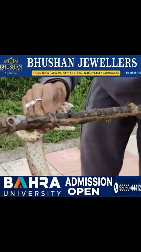 सोलन के रिहायशी क्षेत्र में सांपों का मिलना जारी। पंजाबी खान ने पड़ा एक और जहरीला सांप #snake #himachalpradesh