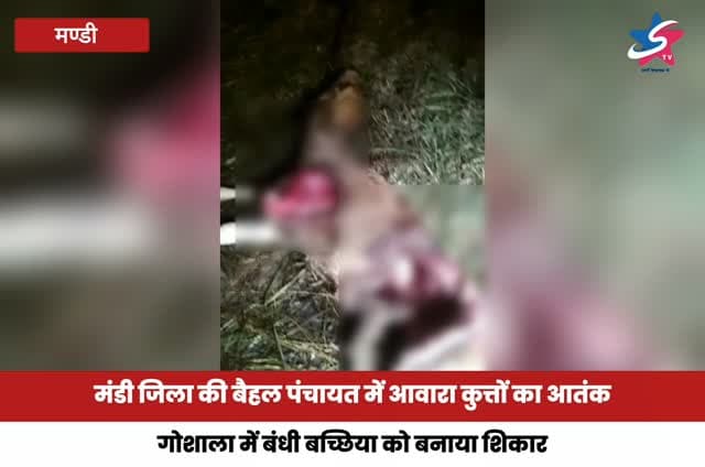 मंडी जिला की बैहल पंचायत में आवारा कुत्तों का आतंक, गोशाला में बंधी बच्छिया को बनाया शिकार