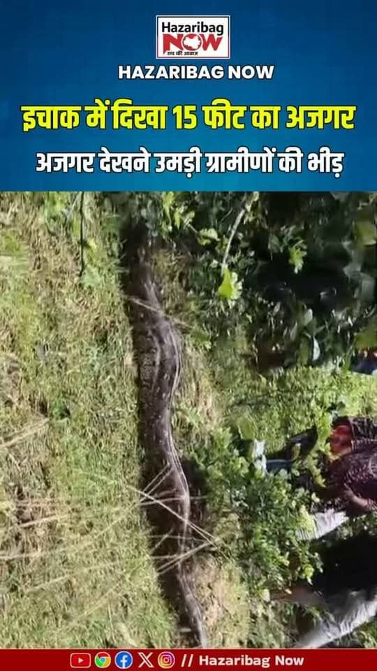 15 फीट लंबे अजगर को देखने उमड़ी भीड़
पनवा जंगल मनाय में दिखे करीब 15 फीट लंबे अजगर ने ग्रामीणों का ध्यान खींच लिया। भीड़ बढ़ने के बाद अजगर जंगल की ओर चला गया।
#Hazaribag #Ichak #AjgarNews #Python #JharkhandNews #HazaribagNow #Snake #VillageNews