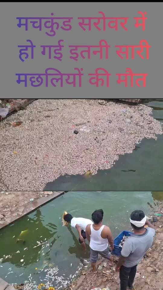 मचकुंड सरोवर में हो गई इतनी सारी मछलियों की मौत
मचकुंड सरोवर में चारों तरफ दिख रही मृत मछलियां
आखिर किस बजह से हो गई अचानक से इतनी मछलियों की मौत
#DholpurNews #highlight #highlightseveryone #follower #followerseveryone