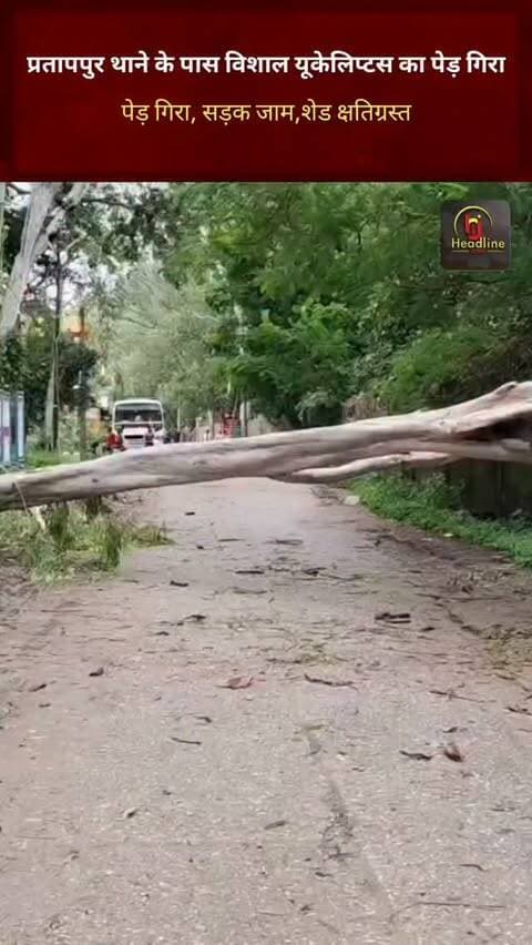 प्रतापपुर थाने के पास विशाल यूकेलिप्टस का पेड़ गिरा, सड़क जाम
