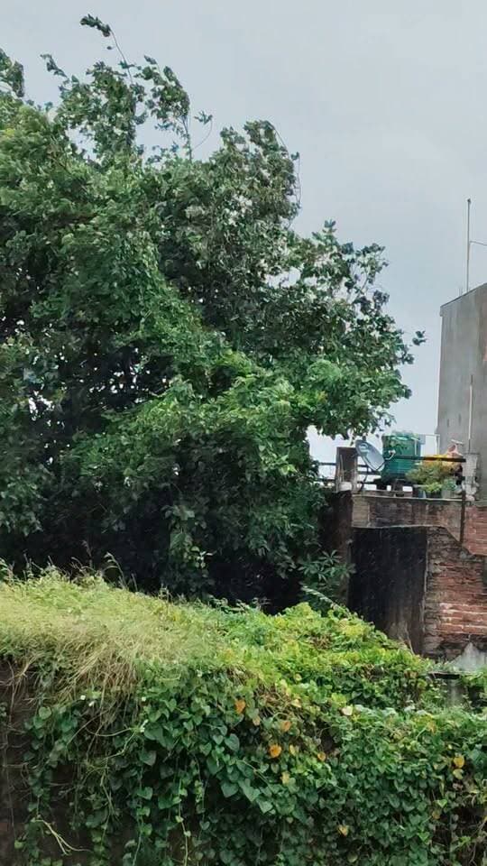 बहराइच और आसपास के इलाकों में तेज हवाओं पिछले 24 से 36 घंटों से लगातार रुक-रुक कर मध्यम से भारी बारिश हो रही है।
