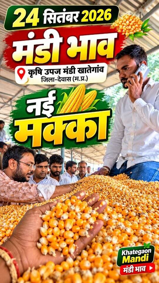 24 सितंबर 2026 | मंडी भाव | कृषि उपज मंडी खातेगांव, जिला-देवास (म.प्र.) Khategaon Mandi • मंडी भाव