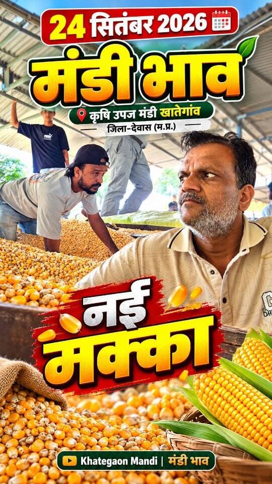 24 सितंबर 2026 | मंडी भाव | कृषि उपज मंडी खातेगांव, जिला-देवास (म.प्र.) Khategaon Mandi • मंडी भाव