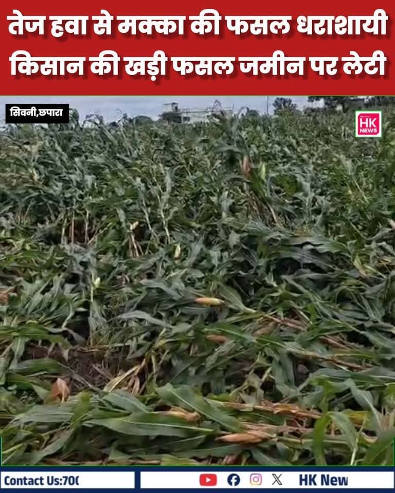 तेज हवा-तूफान से मक्का की खड़ी फसल जमीन पर लेटी, किसान ने वीडियो जारी कर बताई नुकसान की स्थिति
सिवनी। जिले के छपारा क्षेत्र में तेज हवा और तूफान के चलते मक्का की खड़ी फसल को नुकसान होने की संभावना सामने आई है। छपारा क्षेत्र के ग्राम गोकलपुर के किसान सौरभ सिंह ने फसल नुकसान का वीडियो जारी किया है।
किसान के मुताबिक, तेज हवा-तूफान के चलते खेत में खड़ी मक्का की फसल जमीन पर लेट गई है। इससे फसल को काफी नुकसान होने की आशंका है। किसान ने वीडियो के माध्यम से अपनी फसल की स्थिति दिखाई है और नुकसान का जायजा लिए जाने की बात सामने रखी है।
अब किसानों को फसल नुकसान के आकलन और प्रशासन की ओर से राहत को लेकर उम्मीद है। Collector Office Seoni Rajneesh Harvansh Singh किसान सत्याग्रह